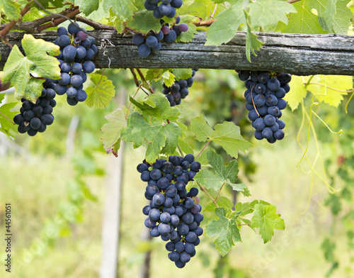 grappoli di uva matura Barbera, Piemonte, Italia photo