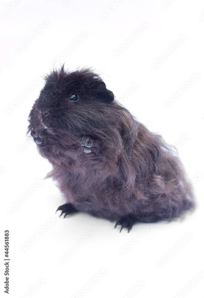 Fototapeta premium funny black cavy on white