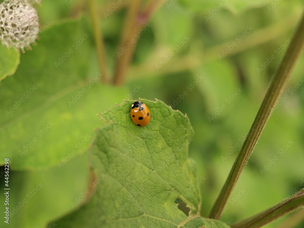 Lady bug on leaf Lady bug on leaf