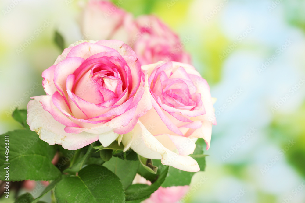 beautiful bouquet of pink roses, on green background beautiful bouquet of pink roses, on green background