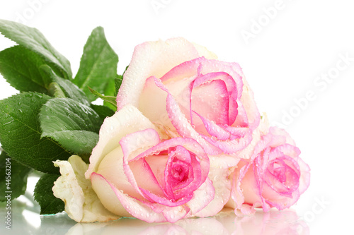 beautiful bouquet of pink roses isolated on white