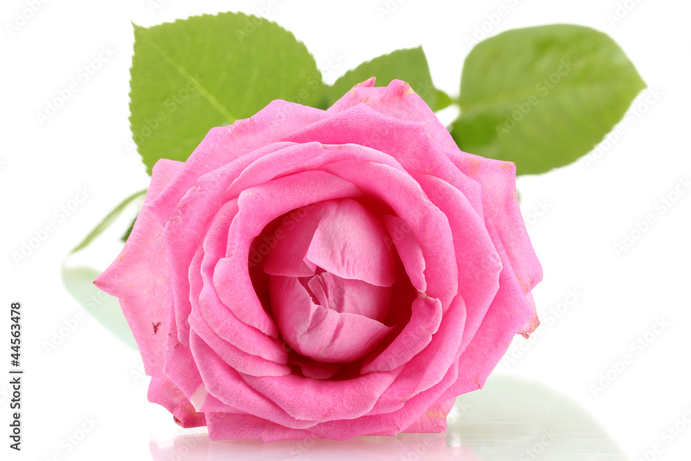 Pink rose isolated on white Pink rose isolated on white