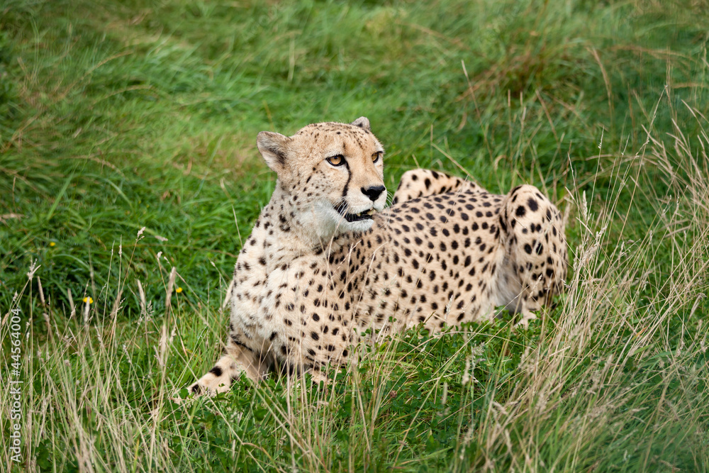 Fototapeta premium Cheetah Lying Down in Long Grass