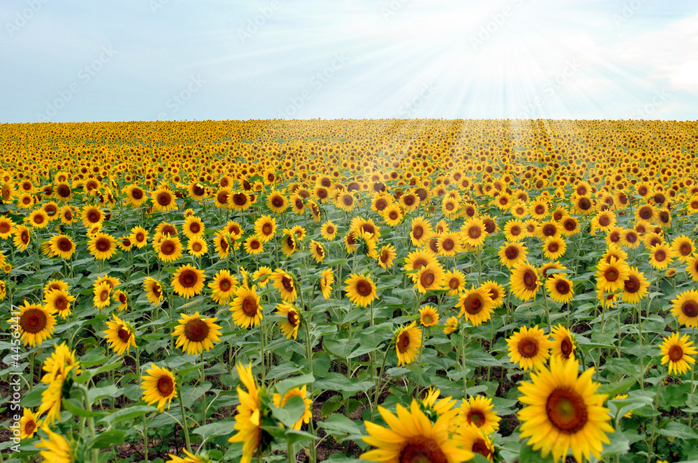 Obraz premium Sunflower Field