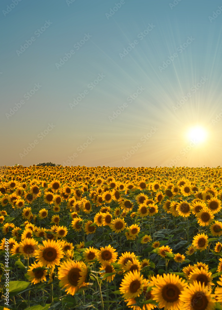 Obraz premium Sunflower field