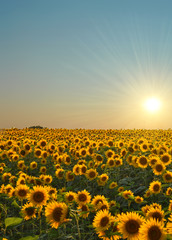 Wandcirkels Zonnebloem Zonnebloemen op uitgestrekt platteland  © leighannef