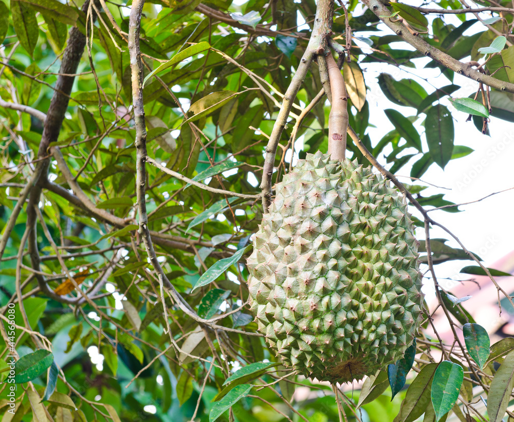 Fresh durians on the tree Fresh durians on the tree