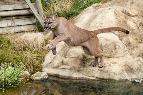Puma Leaping Off a Rock over Water
