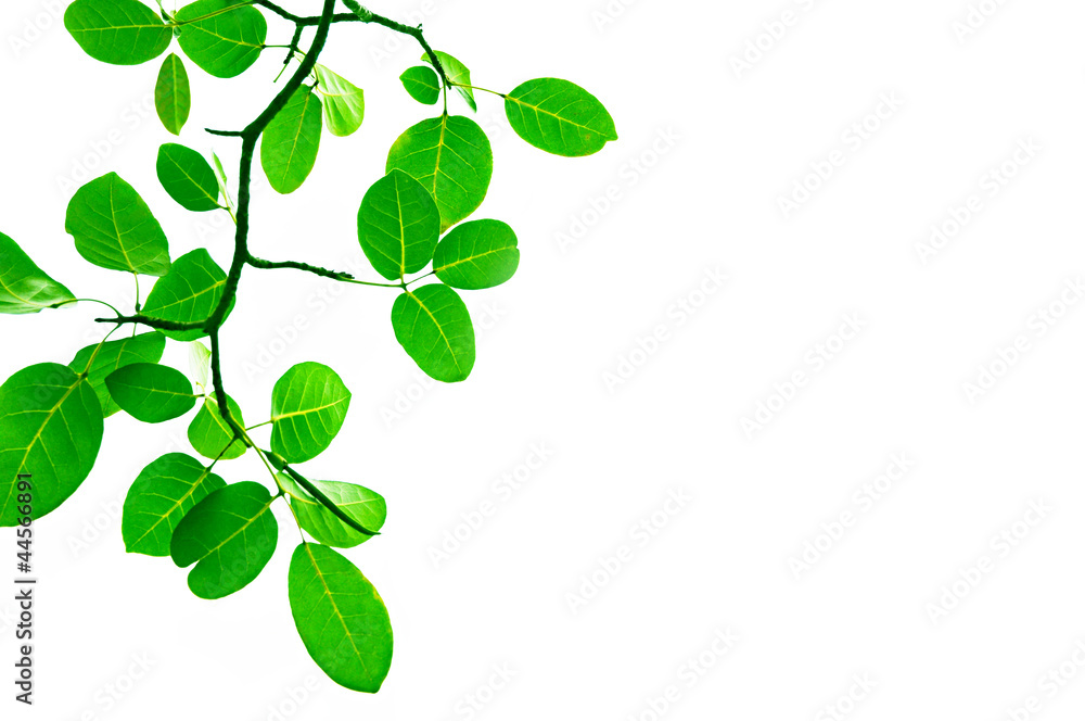 Green leafs - border design Green leafs - border design