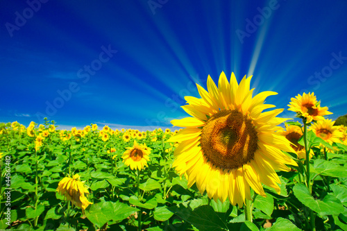 Fine sunflowers and fun sun in the sky.