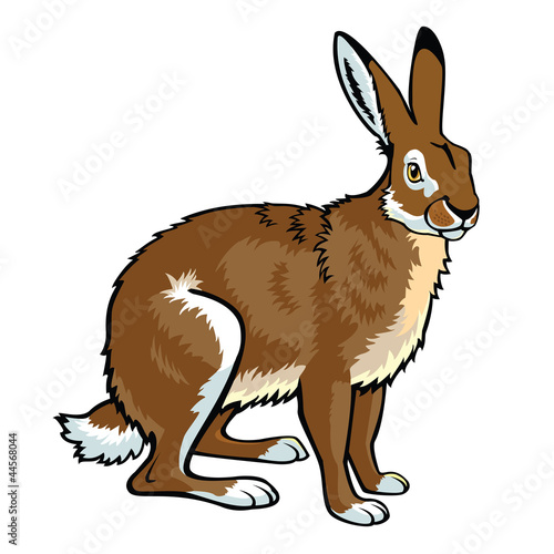 sitting brown hare on white
