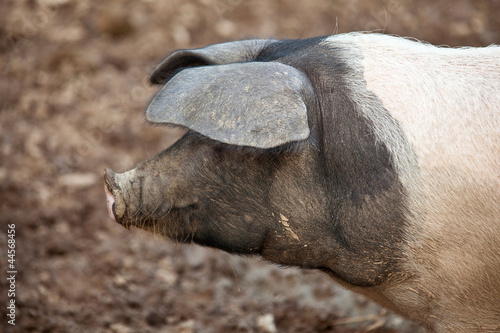 Принти на полотні Saddleback pig. Cornwall, England, United Kingdom.