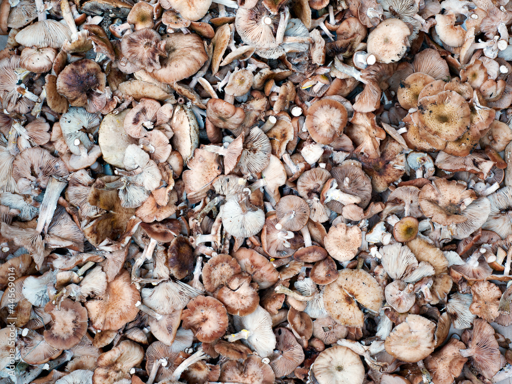 abstract background from autumn mushrooms abstract background from autumn mushrooms