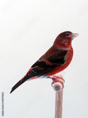 CARDINALINO X ORGANETTO
