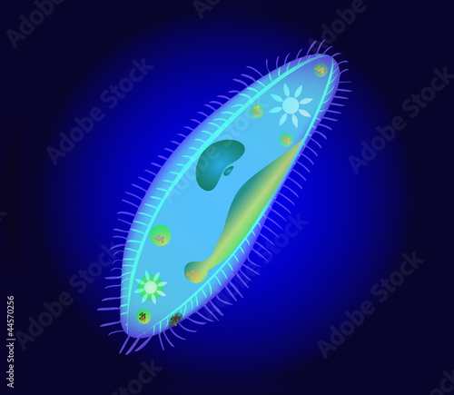 Microbe. Paramecium caudatum. Ciliates