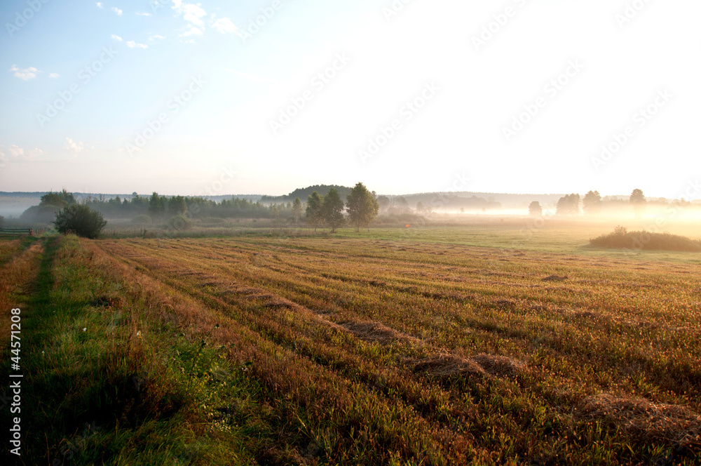 mgła na polach