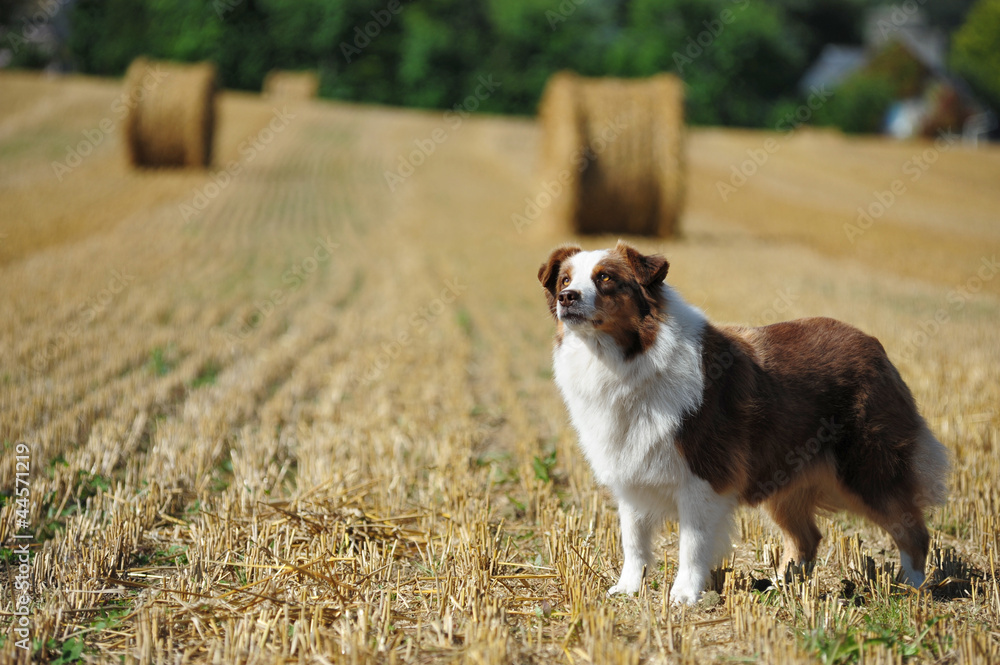 Ausralian shepherd dog at the countryside