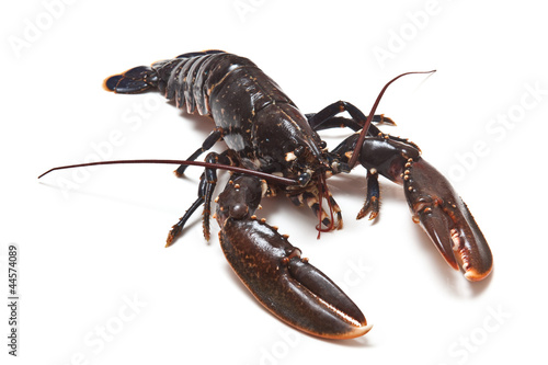 Fresh Lobster on a white background.