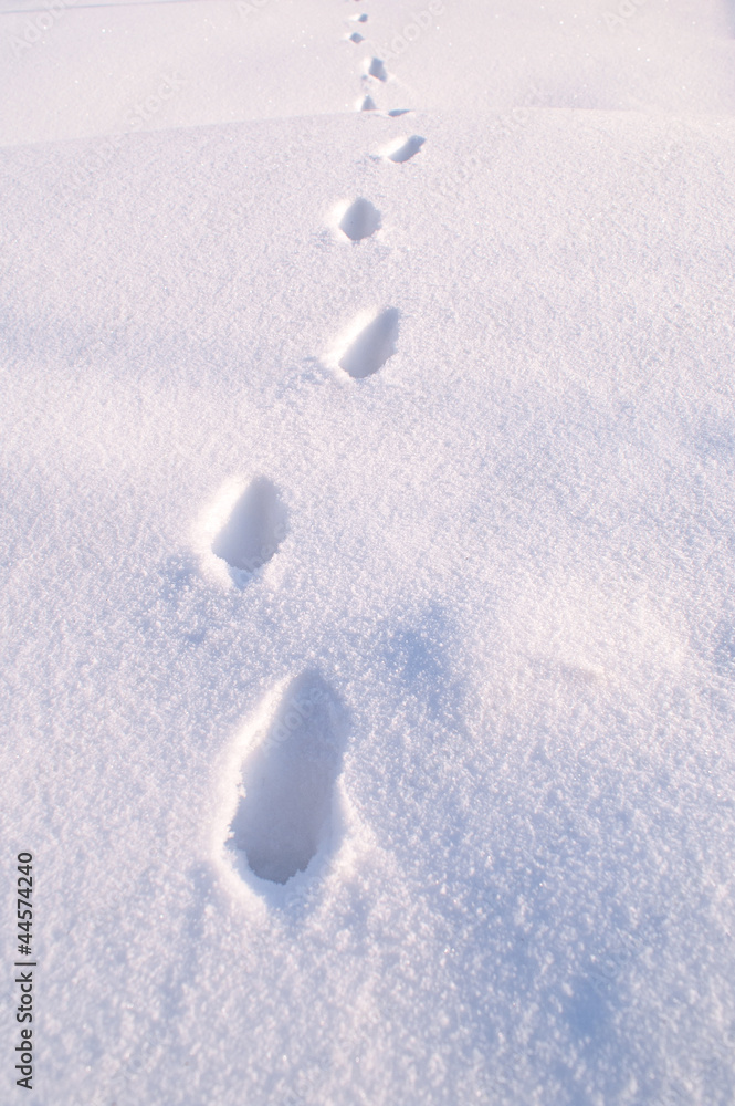 Winter path - obrazy, fototapety, plakaty 