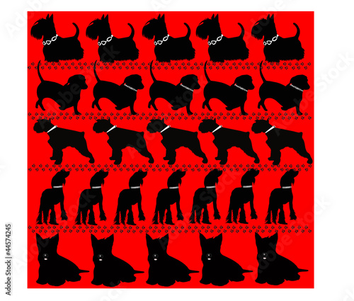 dog on a red background