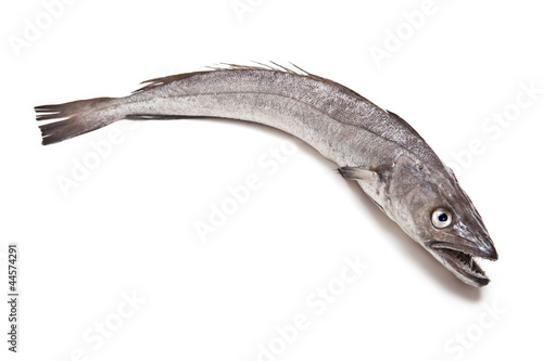 Obraz na plátně European Hake fish isolated on a studio background.