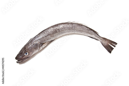 European Hake fish isolated on a white studio background.