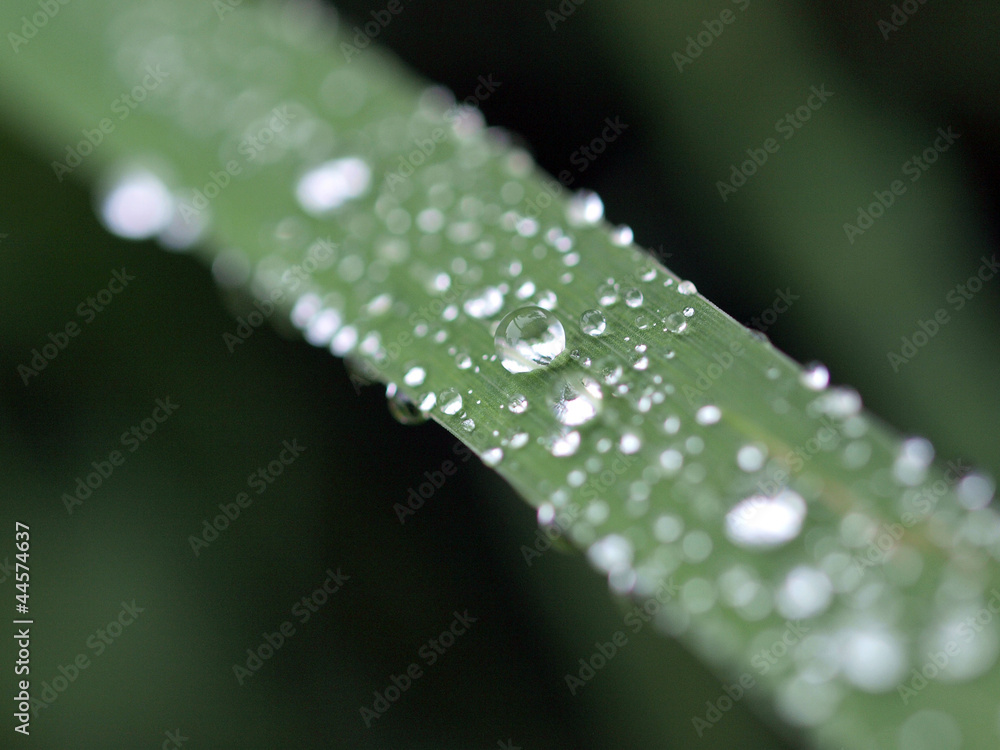 Raindrops on the grass Raindrops on the grass