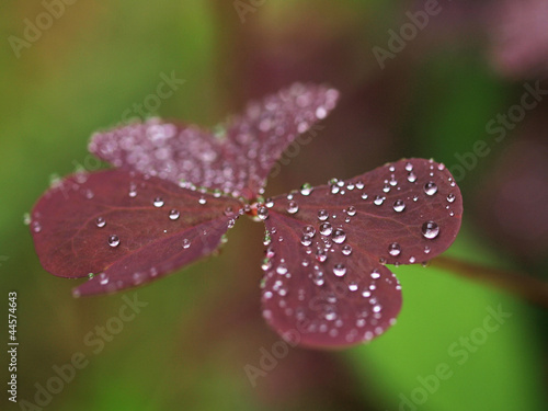 Violet leaves with raindrops © nneiole