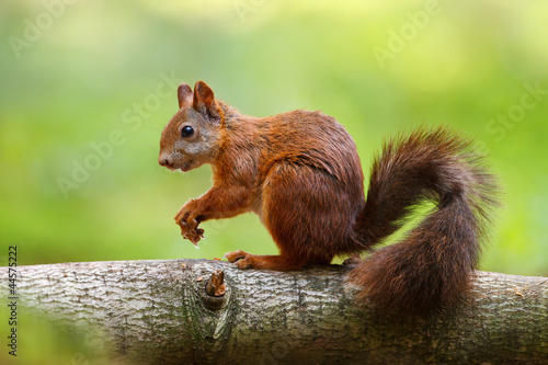 Red squirrel sitting on the tree