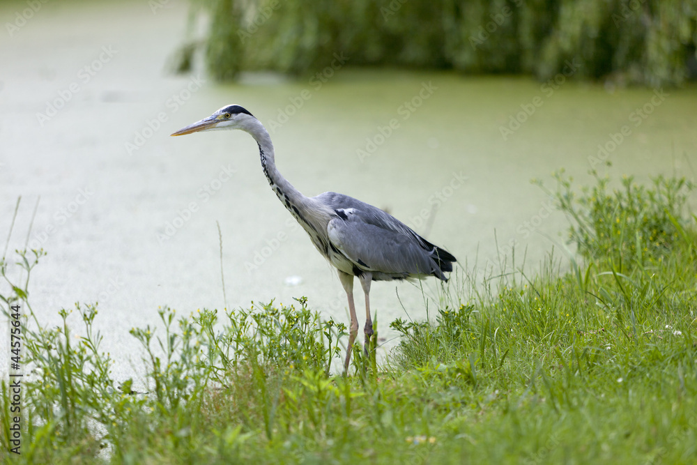 Fototapeta premium Blue heron on the waterside
