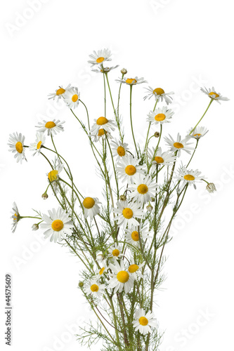Bouquet of chamomile flowers