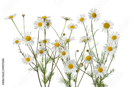Chamomile flowers