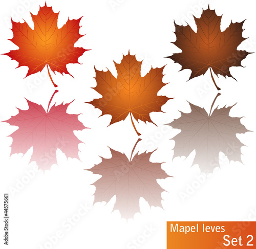 Dried Maple leaves with reflection on white