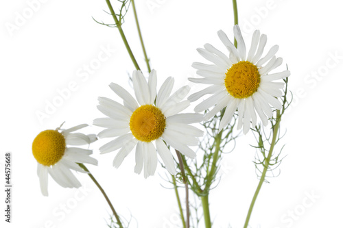 Chamomile flowers close up © Picture Partners