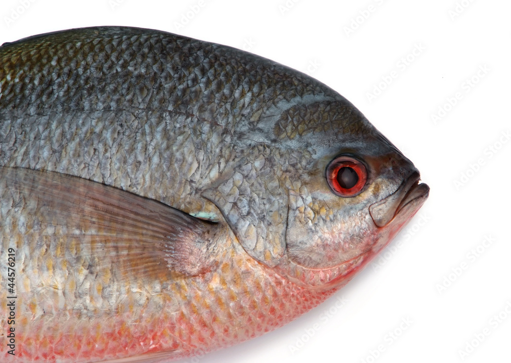 Yellowtail fusilier fish isolated on white background Yellowtail fusilier fish isolated on white background