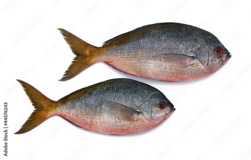 Yellowtail fusilier fish isolated on white background Yellowtail fusilier fish isolated on white background