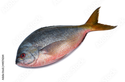 Yellowtail fusilier fish isolated on white background