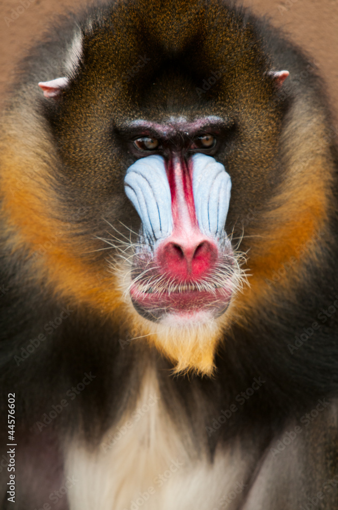 Fototapeta premium Baboon