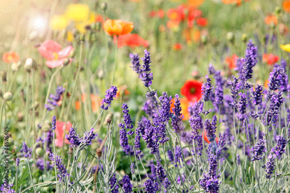 Fototapeta premium lavendelblumenwiese