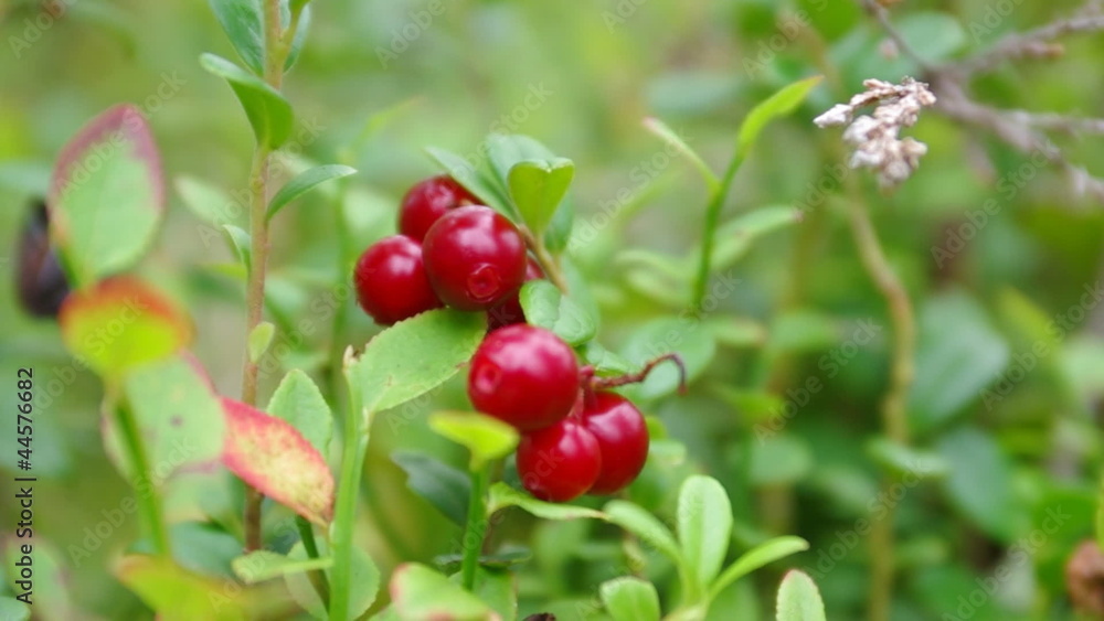 Cowberries.Lingonberries (Vaccinium vitis-idaea) Cowberries.Lingonberries (Vaccinium vitis-idaea)
