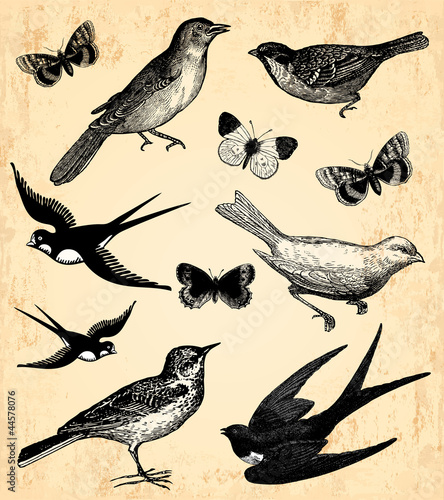 Oiseaux et papillons