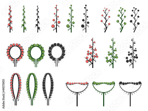 Set of vector different types of inflorescence.