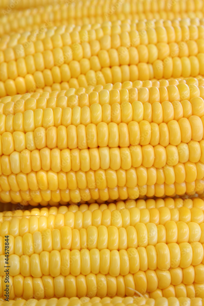 Grains of yellow ripe corn as background Grains of yellow ripe corn as background