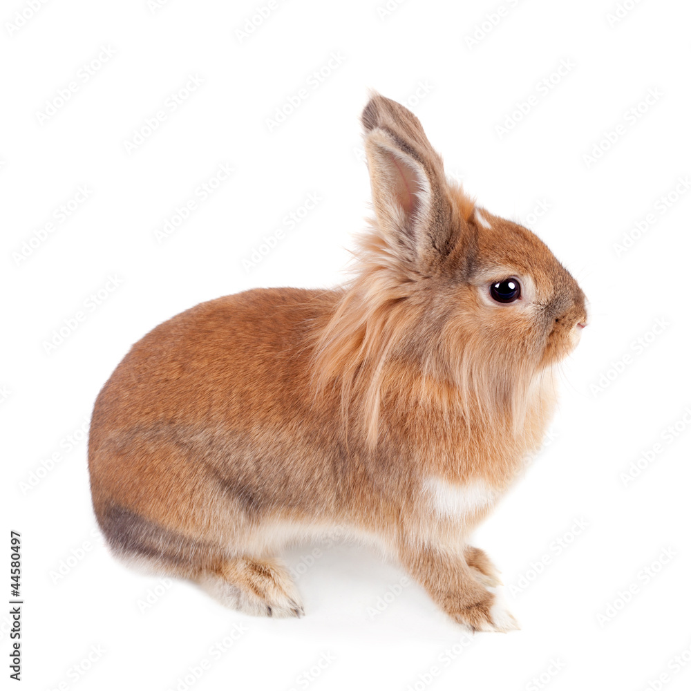 Obraz premium Little rabbit