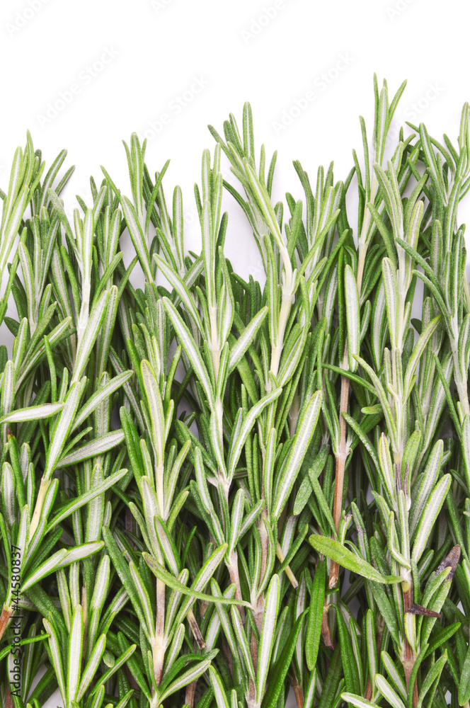 Twigs of rosemary over white Twigs of rosemary over white