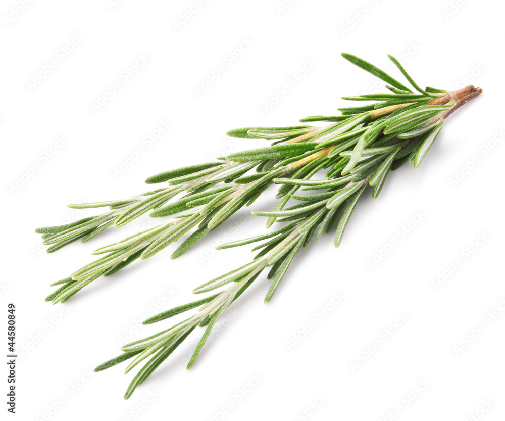 Fototapeta premium Twigs of rosemary isolated on white
