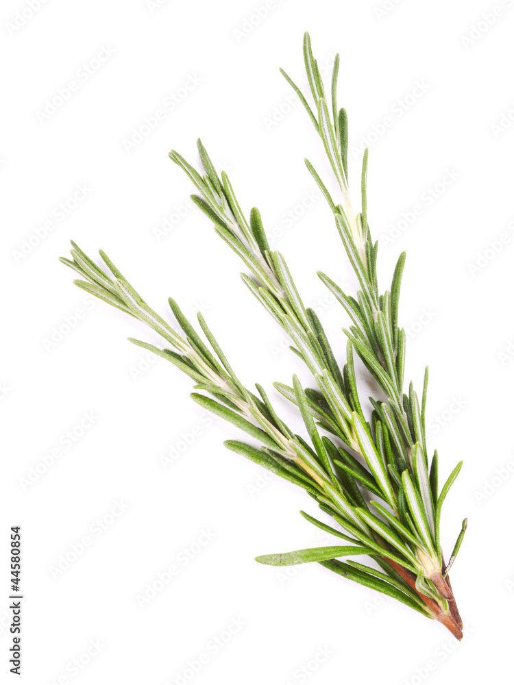 Twigs of rosemary isolated on white Twigs of rosemary isolated on white