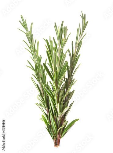 Twigs of rosemary isolated on white