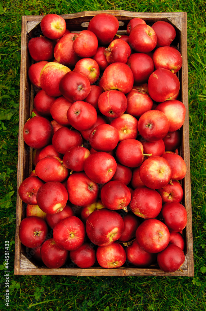 Red apples in a box