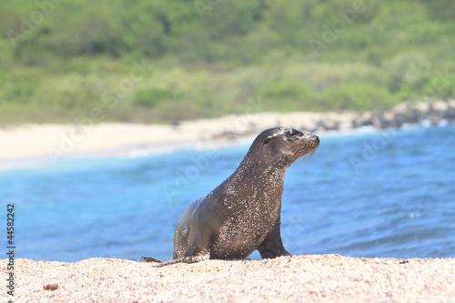 Galapagos baby sea lion close up in the wild